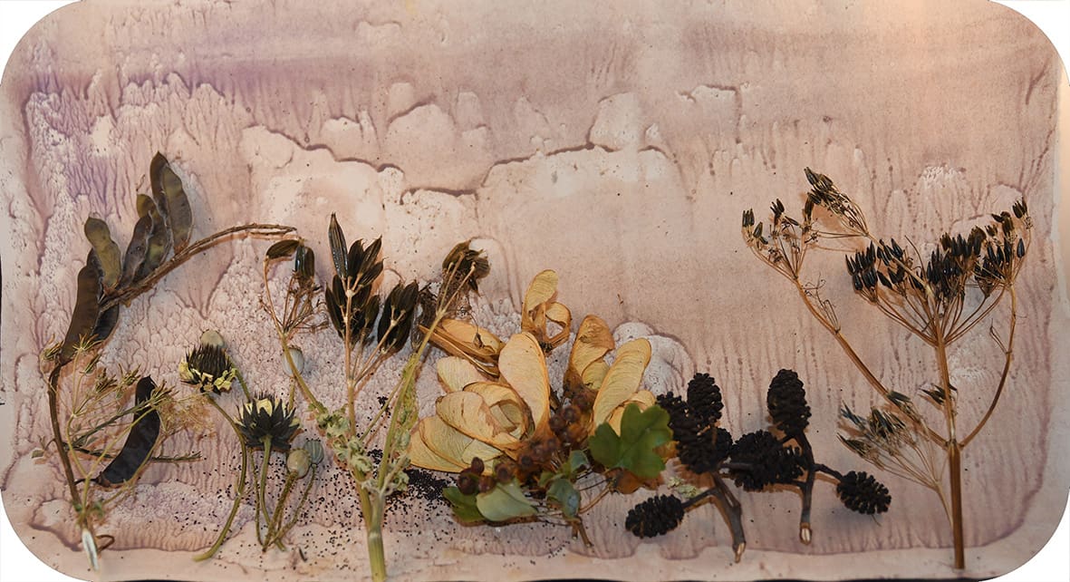 Lynn Cowan - A Seed Medley-jpeg